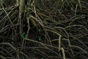 Close-up root of mangrove tree in lush wetland forest. Natural defense against erosion and climate change in tidal swamp environment. Sustainable ecosystem. Natural carbon sink in coastal areas. photo