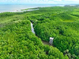 Aerial view green mangrove forest. Natural carbon sinks. Mangroves trees capture CO2. Blue carbon ecosystems. Mangroves absorb carbon dioxide emissions and mitigating global warming. Green ecosystem. photo
