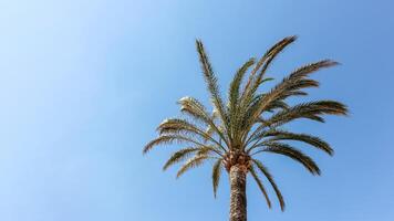 Palm tree on the background of a blue sunny sky photo