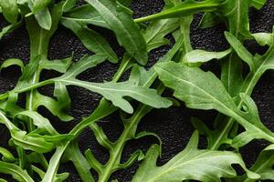 Fresh green arugula leaves with drops of water photo