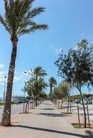 Palm tree on the background of a blue sunny sky photo