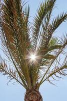 Palm tree on the background of a blue sunny sky photo