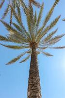 Palm trees on the background of a blue sunny sky. Summer background. photo