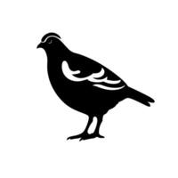 Stylized black and white illustration of a bird with distinctive markings vector