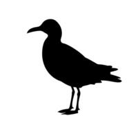 Seagull silhouette standing on one leg against a plain background vector