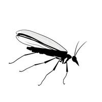 Detailed depiction of a black and white mosquito in flight over a light background vector