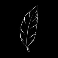 Elegant feather outline on a dark background showcasing intricate details and curves vector