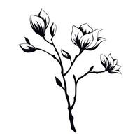 Elegant black and white magnolia branch with blooming flowers and leaves vector