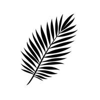 Black silhouette of a tropical palm leaf on a plain background vector