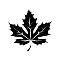 Intricate black maple leaf silhouette showcasing detailed vein structure and shape vector