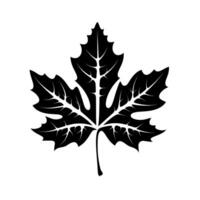 Detailed black outline of a maple leaf highlighting its unique shape and structure vector