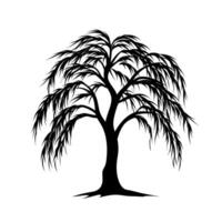 Elegant silhouette of a willow tree with cascading branches on a white background vector