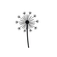 Simple illustration of a dandelion with delicate seeds ready for dispersal vector