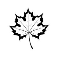 Maple leaf design showcasing intricate details and bold outlines for artistic projects vector