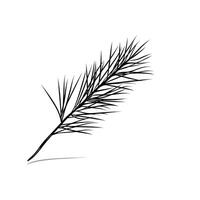 Detail of a slender pine needle branch against a white background vector