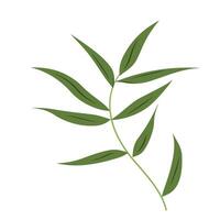 Green leafy branch with multiple slender leaves on a plain background in a minimalist style vector