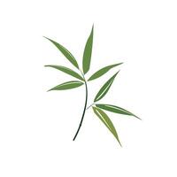 Branch showcasing green bamboo leaves in a minimalist design vector