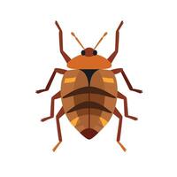 Bed bug illustration displaying distinctive features and coloration in simple style vector