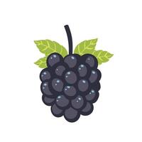 Clusters of ripe black grapes with green leaves on a simple white background vector