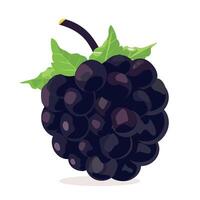 Fresh black grapes with green leaves on a white background create a vibrant appearance vector