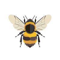 Detailed illustration of a bumblebee showcasing its distinctive features and colors vector