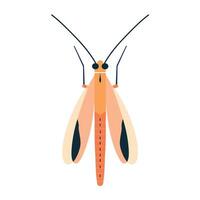 Close-up view of an orange insect with delicate wings resting on a light surface vector