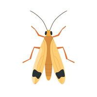 Grasshopper illustration showcasing vibrant colors and fine details of its anatomy vector