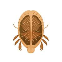 Detailed illustration of a freshwater crayfish showcasing anatomical features and color vector