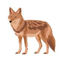 Illustration of a coyote standing calmly in a natural setting during daylight hours vector