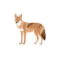 Coyote standing in a natural pose with a detailed fur pattern in a minimalist style vector