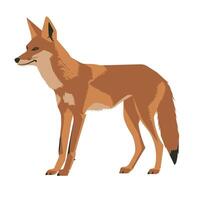 Illustration of a standing fox in a natural pose against a simple background vector