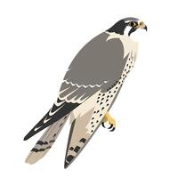Peregrine falcon perched with striking features and distinctive coloring vector