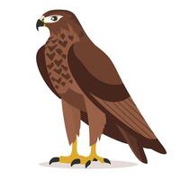 Majestic hawk stands proudly against a simple background vector