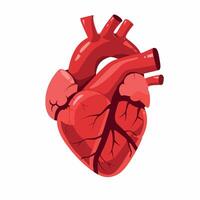 Realistic illustration of a human heart showing arteries and veins in vivid red color vector