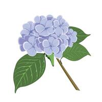 Beautiful lavender hydrangea flower illustration with green leaves on a white background vector