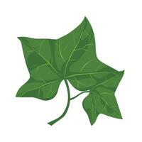 Green ivy leaf isolated on a white background depicting natural beauty in botanical illustration vector