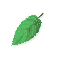 Fresh green leaf with detailed veins and vibrant color on a plain background vector