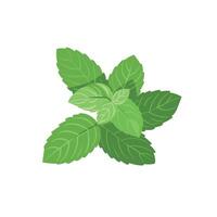 Fresh mint leaves arranged in a vibrant cluster on a plain background vector