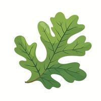Detailed illustration of an oak leaf showcasing its unique shape and rich green color vector