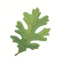 Bright green oak leaf resting on a blank background showcasing its detailed shape vector