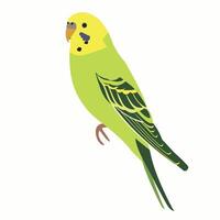 Bright green budgerigar perched quietly against a light background vector