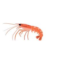 Detailed illustration of a shrimp showcasing its anatomy and features in vibrant colors vector