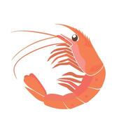 Brightly colored shrimp illustration with detailed features and lively posture vector