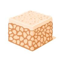 Sweet treat made from crispy sugar and nuts in a square shape vector