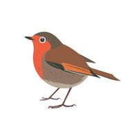 Colorful bird with distinct red chest standing on the ground in a simple artistic style vector