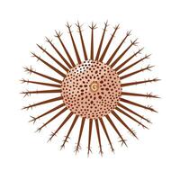 Unique illustration of a sea urchin showcasing its distinct spines and structure vector