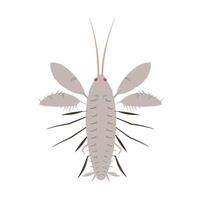 Detailed illustration of a shrimp showcasing its anatomy and features in a scientific context vector