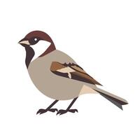 Sparrow perched on a branch in a minimalistic art style during daylight vector