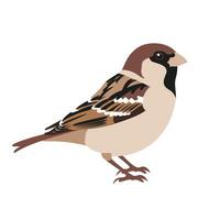 Sparrow perched gracefully on a branch showcasing its intricate feather patterns vector