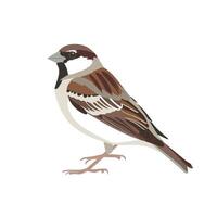 Sparrow perched on a branch showcasing its detailed plumage in a natural habitat vector